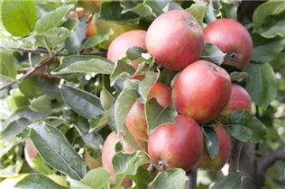 Malus domestica 'Braeburn' - Apfel 'Braeburn' Malus domestica 'Braeburn' - Apfel 'Braeburn'