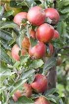 Malus domestica 'Braeburn' - Apfel 'Braeburn' Malus domestica 'Braeburn' - Apfel 'Braeburn'