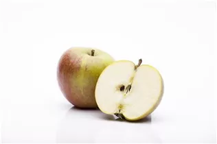 Malus domestica 'Cox Orange' - Apfel 'Cox Orange' Malus domestica 'Cox Orange' - Apfel 'Cox Orange'