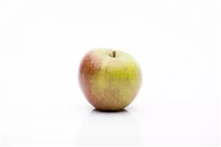 Malus domestica 'Cox Orange' - Apfel 'Cox Orange' Malus domestica 'Cox Orange' - Apfel 'Cox Orange'
