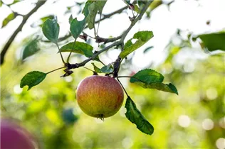Malus domestica 'Cox Orange' - Apfel 'Cox Orange' Malus domestica 'Cox Orange' - Apfel 'Cox Orange'