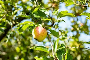 Malus domestica 'Cox Orange' - Apfel 'Cox Orange' Malus domestica 'Cox Orange' - Apfel 'Cox Orange'