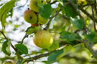 Malus domestica 'Cox Orange' - Apfel 'Cox Orange' Malus domestica 'Cox Orange' - Apfel 'Cox Orange'