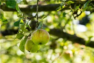 Malus domestica 'Cox Orange' - Apfel 'Cox Orange' Malus domestica 'Cox Orange' - Apfel 'Cox Orange'