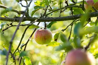 Malus domestica 'Cox Orange' - Apfel 'Cox Orange' Malus domestica 'Cox Orange' - Apfel 'Cox Orange'