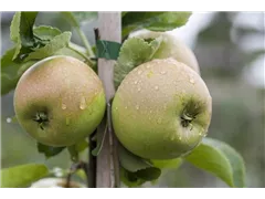 Malus domestica 'Delbard Jubile' - Apfel 'Delbard Jubile' Malus domestica 'Delbard Jubile' - Apfel 'Delbard Jubile'