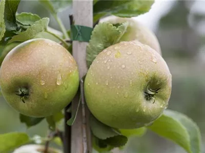 Malus domestica 'Delbard Jubile' - Apfel 'Delbard Jubile' Malus domestica 'Delbard Jubile' - Apfel 'Delbard Jubile'