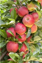 Malus domestica 'Elstar' - Apfel 'Elstar' Malus domestica 'Elstar' - Apfel 'Elstar'
