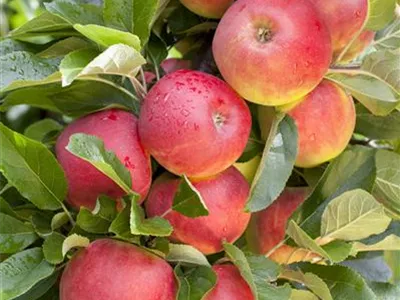 Malus domestica 'Elstar' - Apfel 'Elstar' Malus domestica 'Elstar' - Apfel 'Elstar'