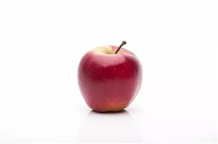 Malus domestica 'Elstar' - Apfel 'Elstar' Malus domestica 'Elstar' - Apfel 'Elstar'