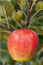 Malus domestica 'Elstar' - Apfel 'Elstar' Malus domestica 'Elstar' - Apfel 'Elstar'