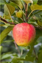 Malus domestica 'Elstar' - Apfel 'Elstar' Malus domestica 'Elstar' - Apfel 'Elstar'