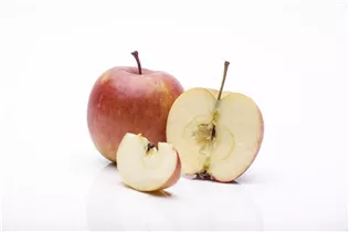 Malus domestica 'Fuji' - Apfel 'Fuji' Malus domestica 'Fuji' - Apfel 'Fuji'
