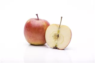 Malus domestica 'Fuji' - Apfel 'Fuji' Malus domestica 'Fuji' - Apfel 'Fuji'