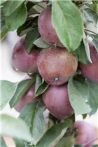 Malus domestica 'Redlane' - Zwergapfel 'Redlane' Malus domestica 'Redlane' - Zwergapfel 'Redlane'