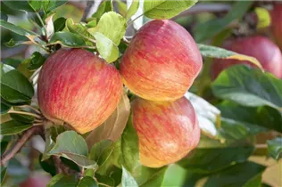 Malus domestica 'Gala' - Apfel 'Gala' Malus domestica 'Gala' - Apfel 'Gala'