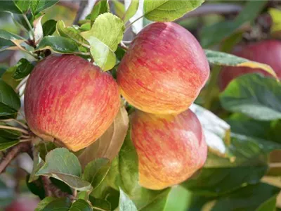 Malus domestica 'Gala' - Apfel 'Gala' Malus domestica 'Gala' - Apfel 'Gala'