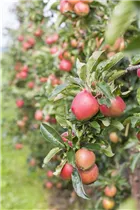 Malus domestica 'Gala' - Apfel 'Gala' Malus domestica 'Gala' - Apfel 'Gala'