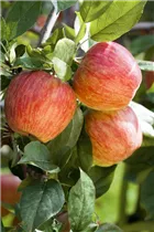 Malus domestica 'Gala' - Apfel 'Gala' Malus domestica 'Gala' - Apfel 'Gala'