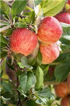 Malus domestica 'Gala' - Apfel 'Gala' Malus domestica 'Gala' - Apfel 'Gala'