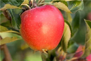 Malus domestica 'Gala' - Apfel 'Gala' Malus domestica 'Gala' - Apfel 'Gala'