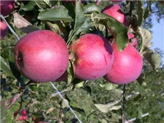 Malus domestica 'Regine'® - Winterapfel 'Regine'® Malus domestica 'Regine'® - Winterapfel 'Regine'®
