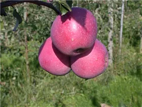 Malus domestica 'Regine'® - Winterapfel 'Regine'® Malus domestica 'Regine'® - Winterapfel 'Regine'®