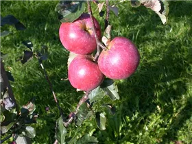 Malus domestica 'Regine'® - Winterapfel 'Regine'® Malus domestica 'Regine'® - Winterapfel 'Regine'®