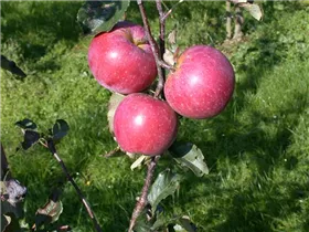 Malus domestica 'Regine'® - Winterapfel 'Regine'® Malus domestica 'Regine'® - Winterapfel 'Regine'®