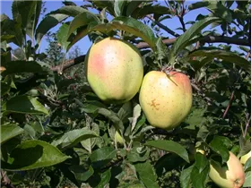 Malus domestica 'Gelber Bellefleur' - Winterapfel 'Gelber Bellefleur' Malus domestica 'Gelber Bellefleur' - Winterapfel 'Gelber Bellefleur'
