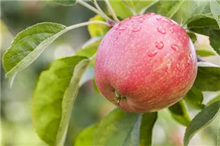 Malus domestica 'Rheinische Schafsnase' - Apfel 'Rheinische Schafsnase' Malus domestica 'Rheinische Schafsnase' - Apfel 'Rheinische Schafsnase'