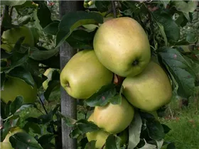 Malus domestica 'Glockenapfel' - Apfel 'Glockenapfel' Malus domestica 'Glockenapfel' - Apfel 'Glockenapfel'