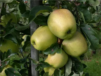 Malus domestica 'Glockenapfel' - Apfel 'Glockenapfel' Malus domestica 'Glockenapfel' - Apfel 'Glockenapfel'