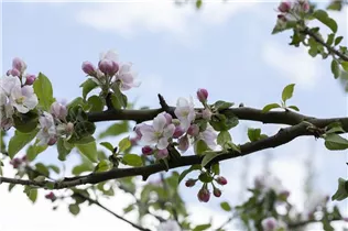 Malus domestica 'Rheinischer Bohnapfel' - Apfel 'Rheinischer Bohnapfel'