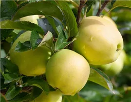 Malus domestica 'Golden Delicious' - Apfel 'Golden Delicious'