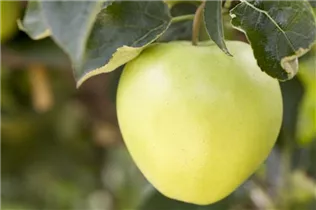 Malus domestica 'Golden Delicious' - Apfel 'Golden Delicious'