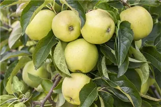 Malus domestica 'Golden Delicious' - Apfel 'Golden Delicious'