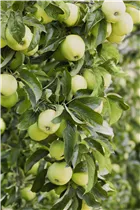 Malus domestica 'Golden Delicious' - Apfel 'Golden Delicious'