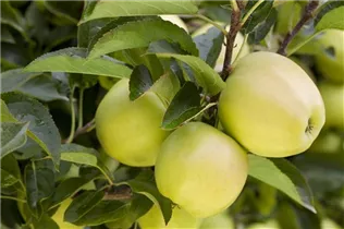 Malus domestica 'Golden Delicious' - Apfel 'Golden Delicious'