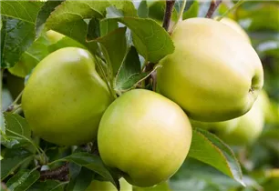 Malus domestica 'Golden Delicious' - Apfel 'Golden Delicious'