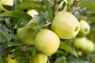 Malus domestica 'Golden Delicious' - Apfel 'Golden Delicious'