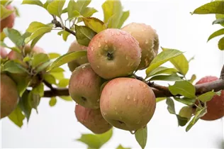 Malus domestica 'Goldparmäne' - Winterapfel 'Goldparmäne'