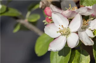 Malus domestica 'Goldparmäne' - Winterapfel 'Goldparmäne'