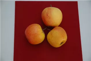 Malus domestica 'Goldparmäne' - Winterapfel 'Goldparmäne'