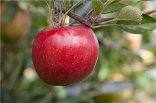 Malus domestica 'Rote Jonagold' - Apfel 'Roter Jonagold' Malus domestica 'Rote Jonagold' - Apfel 'Roter Jonagold'
