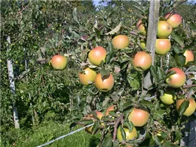 Malus domestica 'Goldrush'® - Apfel 'Goldrush'® Malus domestica 'Goldrush'® - Apfel 'Goldrush'®