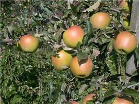 Malus domestica 'Goldrush'® - Apfel 'Goldrush'® Malus domestica 'Goldrush'® - Apfel 'Goldrush'®
