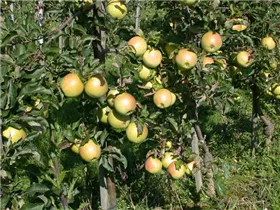 Malus domestica 'Goldrush'® - Apfel 'Goldrush'® Malus domestica 'Goldrush'® - Apfel 'Goldrush'®