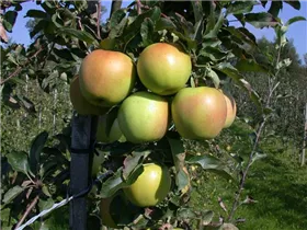Malus domestica 'Goldrush'® - Apfel 'Goldrush'® Malus domestica 'Goldrush'® - Apfel 'Goldrush'®