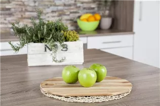 Malus domestica 'Granny Smith' - Winterapfel 'Granny Smith'